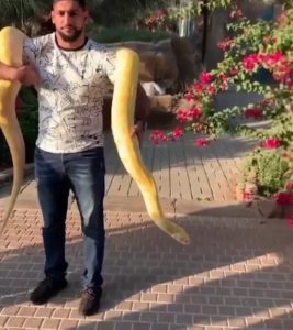 Amir Khan draped with a Python around his neck